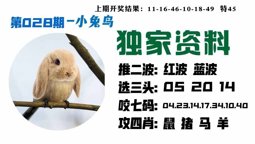 028期小兔鸟[图]